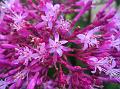 Panicled Fuchsia